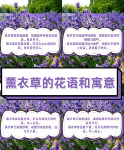 花卉的花语,传递情感秘密,解读植物语言 花卉的花语,传递情感秘密,解读植物语言