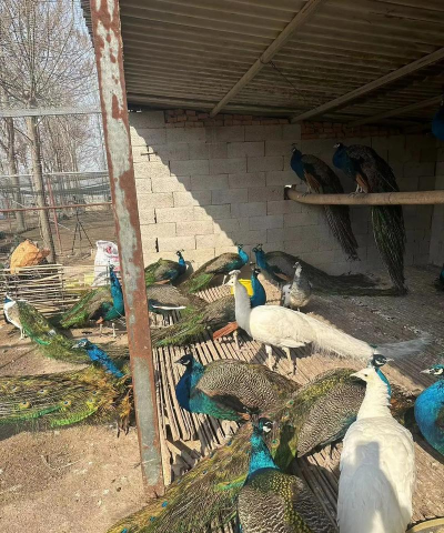 水养花花瓶，挑选合适款式，搭配植物更美观