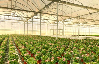 水养花花瓶，挑选合适款式，搭配植物更美观