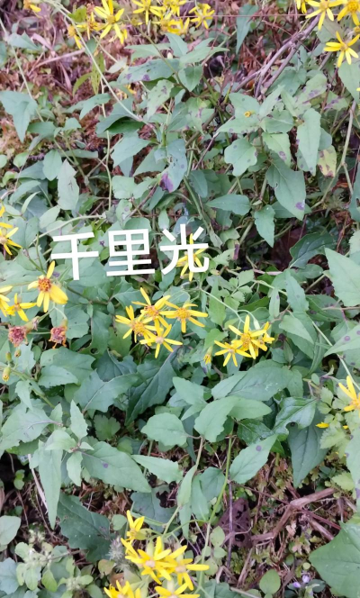 千里光是野菊花吗