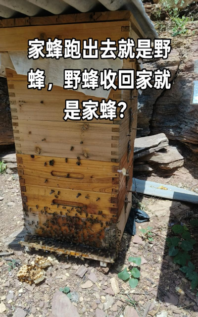 中华蜜蜂的养殖技术,掌握关键要点,轻松开启养蜂之路 中华蜜蜂的养殖技术,掌握关键要点,轻松开启养蜂之路