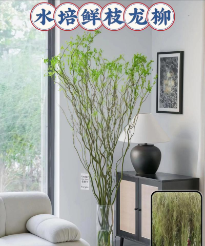 柳树枝养花,简单实用,效果明显 柳树枝养花,简单实用,效果明显