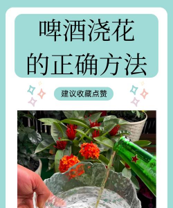 水养花花瓶，挑选合适款式，搭配植物更美观