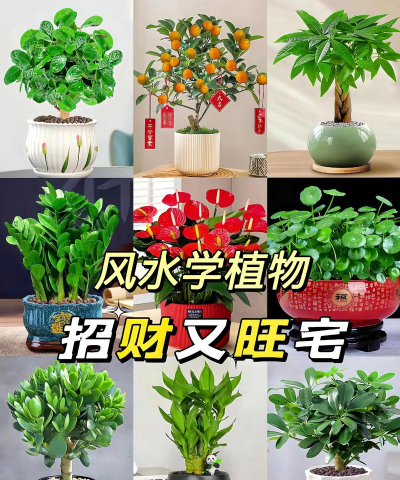 家庭养花风水,提升家居氛围,带来好运与健康 家庭养花风水,提升家居氛围,带来好运与健康