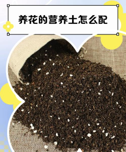 水养花花瓶，挑选合适款式，搭配植物更美观