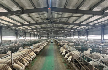 超轻粘土花卉，轻松上手，创意无限