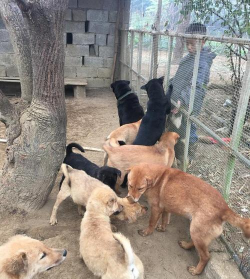 超轻粘土花卉，轻松上手，创意无限