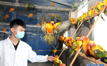 安徽鹦鹉养殖场,挑选靠谱场地,掌握饲养技巧 安徽鹦鹉养殖场,挑选靠谱场地,掌握饲养技巧