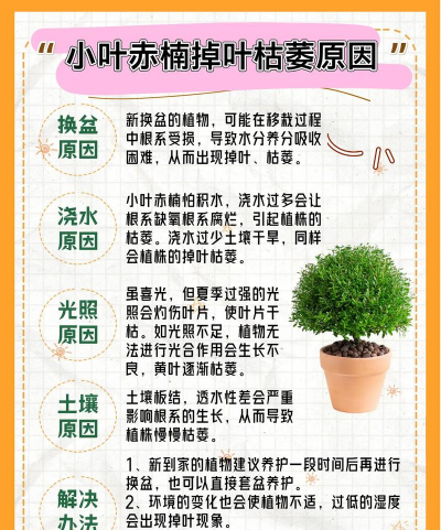 养花容易死,常见原因分析,实用养护建议 养花容易死,常见原因分析,实用养护建议