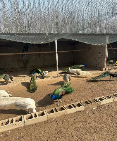 石家庄孔雀养殖基地，了解养殖要点，掌握市场前景