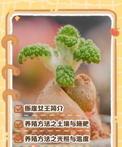 断崖女王的养殖方法，轻松上手，避免常见误区