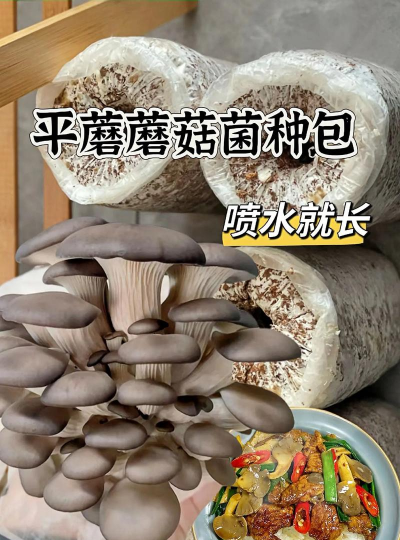 室内花卉装饰，提升居家氛围，打造自然空间