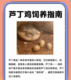 室内花卉装饰，提升居家氛围，打造自然空间