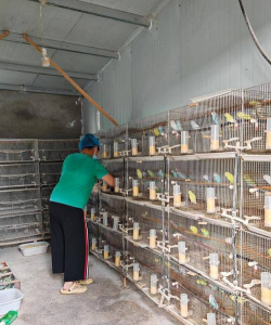 室内花卉装饰，提升居家氛围，打造自然空间