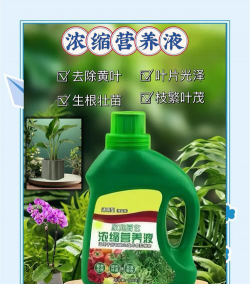 室内花卉装饰，提升居家氛围，打造自然空间