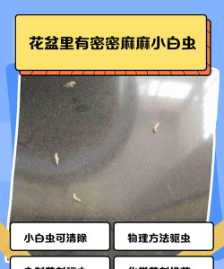 白虫的养殖方法,掌握关键技巧,轻松上手养殖 白虫的养殖方法,掌握关键技巧,轻松上手养殖