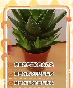 室内花卉装饰，提升居家氛围，打造自然空间