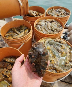 室内花卉装饰，提升居家氛围，打造自然空间