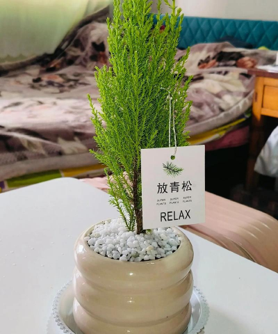 青鱼养殖，掌握关键技巧，提升养殖效益