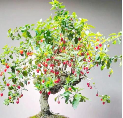 青鱼养殖，掌握关键技巧，提升养殖效益