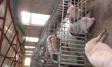 青鱼养殖，掌握关键技巧，提升养殖效益