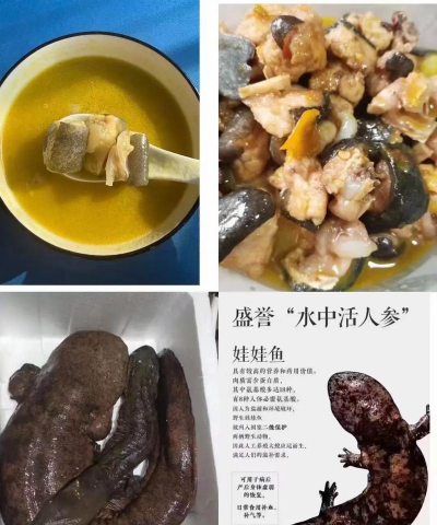 青鱼养殖，掌握关键技巧，提升养殖效益