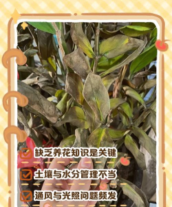 蟹的养殖，技术要点，常见问题