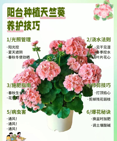 小众送妈妈的花有哪些花