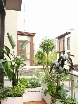 高层阳台养花,空间有限,光照条件,如何选择合适植物 高层阳台养花,空间有限,光照条件,如何选择合适植物