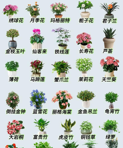 养花说课稿，教学重点解析，课堂互动设计