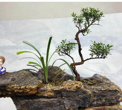 家里阳光不足怎么养花，选对植物种类，掌握养护技巧