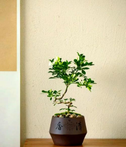 家里阳光不足怎么养花，选对植物种类，掌握养护技巧