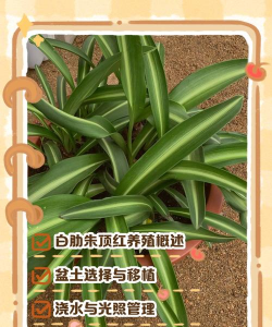 白肋朱顶红的养殖方法,轻松上手,花开更美 白肋朱顶红的养殖方法,轻松上手,花开更美