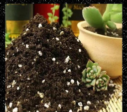 家里阳光不足怎么养花，选对植物种类，掌握养护技巧