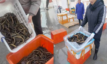 家里阳光不足怎么养花，选对植物种类，掌握养护技巧