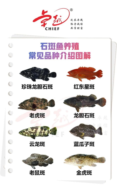 家里阳光不足怎么养花，选对植物种类，掌握养护技巧