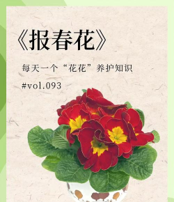 家里阳光不足怎么养花，选对植物种类，掌握养护技巧