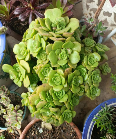 家里阳光不足怎么养花，选对植物种类，掌握养护技巧