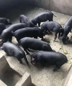 小众送妈妈的花有哪些花