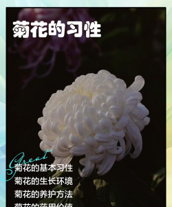 养花不好的人煞气多，养花常见问题，如何化解煞气