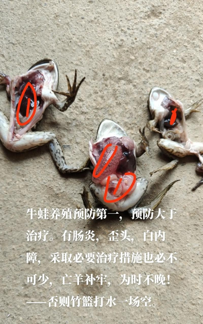 养花不好的人煞气多，养花常见问题，如何化解煞气