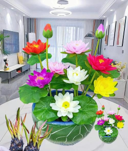 养花不好的人煞气多，养花常见问题，如何化解煞气