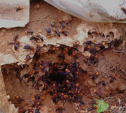 懒人养花神器，轻松打理花草，告别繁琐养护