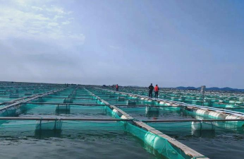 懒人养花神器，轻松打理花草，告别繁琐养护