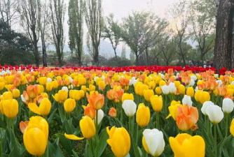 懒人养花神器，轻松打理花草，告别繁琐养护