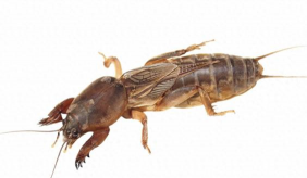 懒人养花神器，轻松打理花草，告别繁琐养护