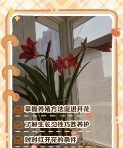 懒人养花神器，轻松打理花草，告别繁琐养护