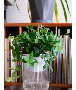 懒人养花神器，轻松打理花草，告别繁琐养护