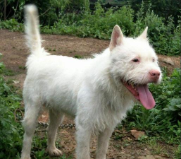 室内花卉装饰，提升居家氛围，打造自然空间
