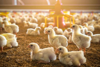 懒人养花神器，轻松打理花草，告别繁琐养护